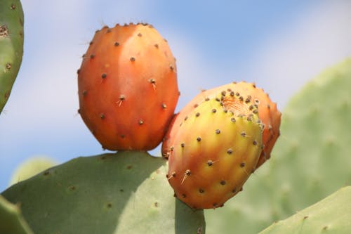 Základová fotografie zdarma na téma fík, kaktus