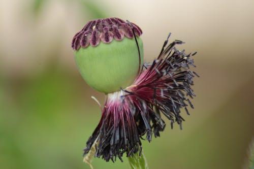 Základová fotografie zdarma na téma makový květ, vlčí mák