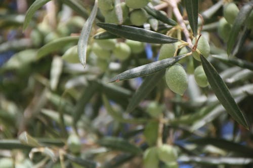 Základová fotografie zdarma na téma olivy