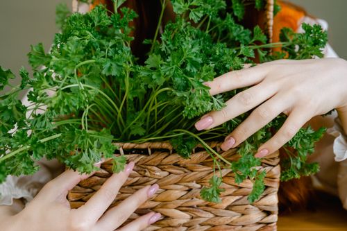 Free Close-up of hands holding a basket filled with fresh organic parsley, emphasizing health and freshness. Stock Photo