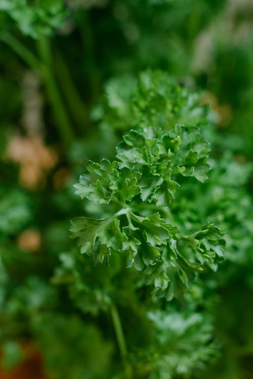 Green Plant in Tilt Shift Lens