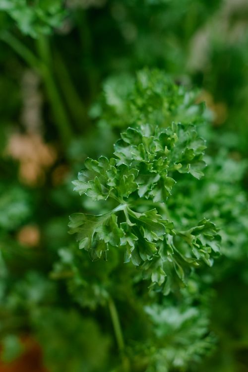 Free Close-up view of fresh green parsley leaves, showcasing vibrant texture and color. Stock Photo