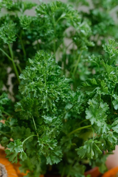 Free Detailed view of vibrant green parsley leaves, perfect for culinary use. Stock Photo