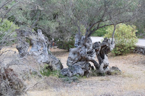 Základová fotografie zdarma na téma olivy, strom