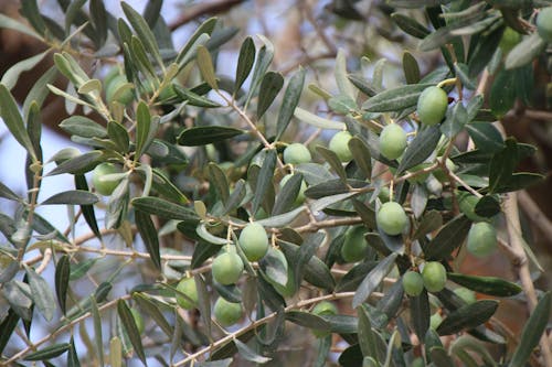 Základová fotografie zdarma na téma olivy, strom