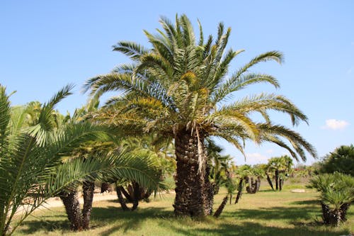 Základová fotografie zdarma na téma palmy, zahrada