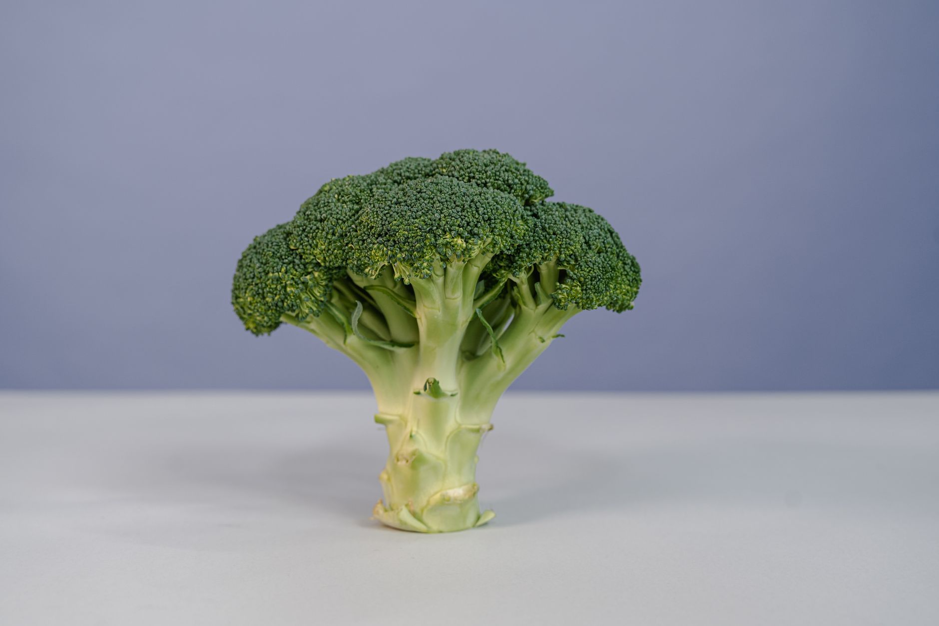Close-up of a single fresh broccoli head on a simple white surface.