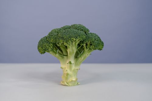 Free Close-up of a single fresh broccoli head on a simple white surface. Stock Photo