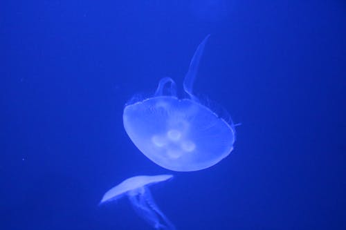 Základová fotografie zdarma na téma medúza