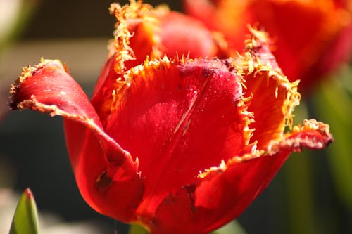 Základová fotografie zdarma na téma červené tulipány
