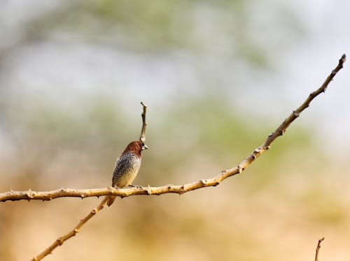 Close Up of Bird Perching on Branch