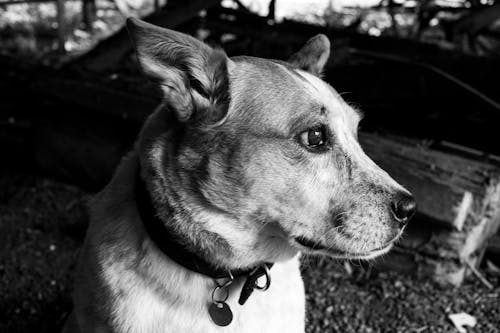 Free Monochrome Photography of a Dog Stock Photo