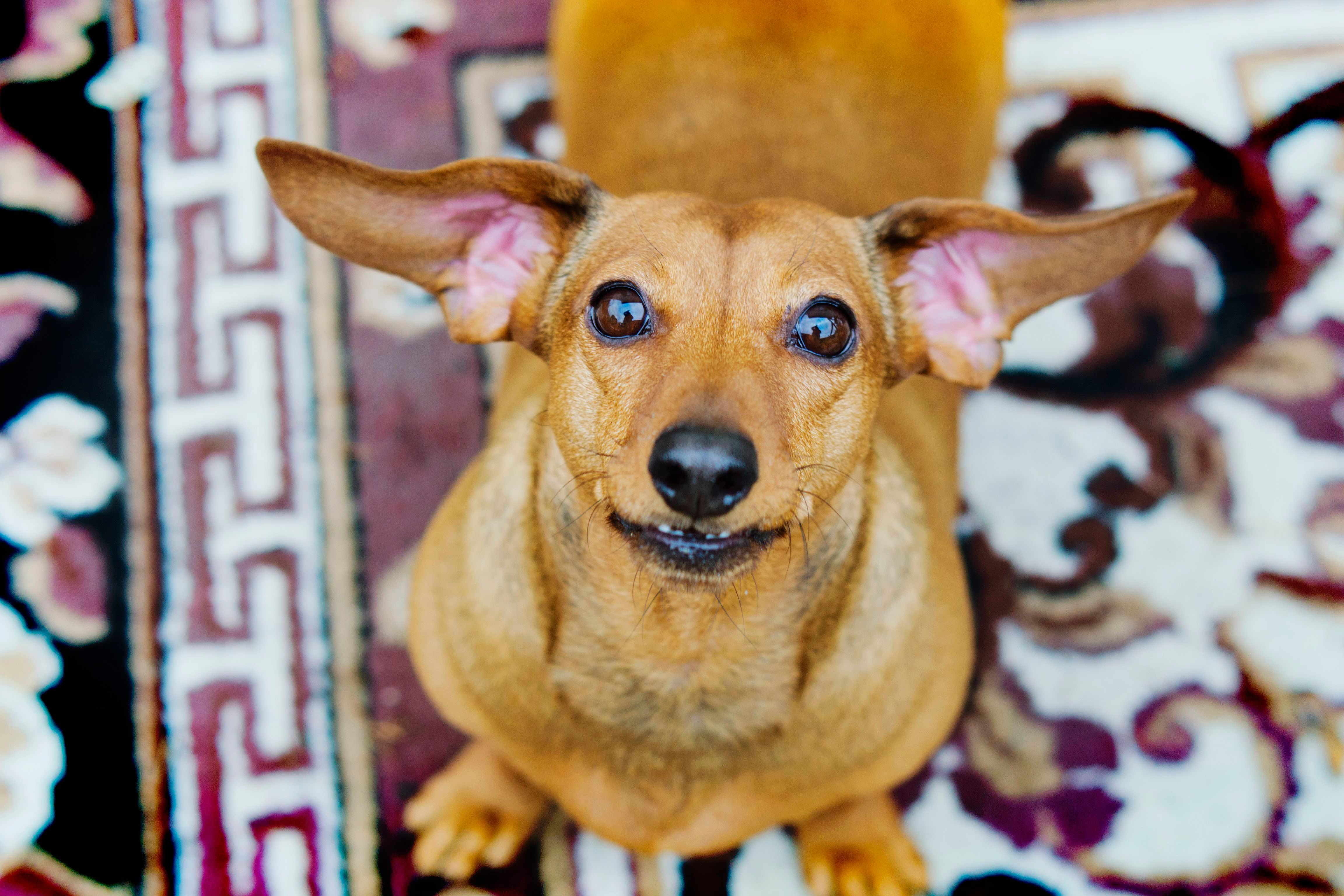 Pet Feces Stain Removal