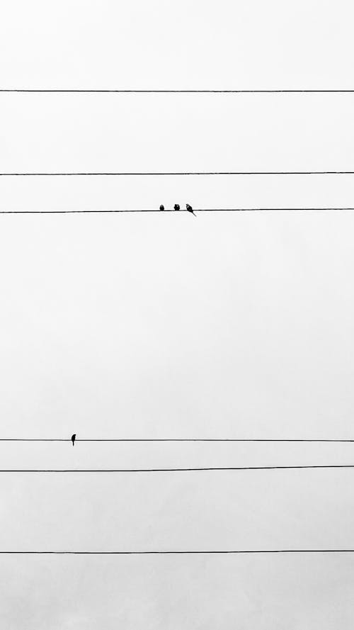 Birds Sitting on Wires on Sky Background