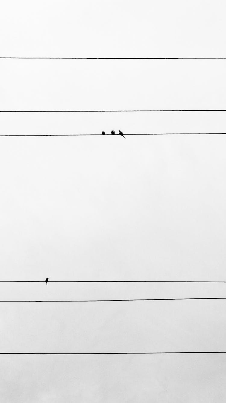 Birds Sitting On Wires On Sky Background