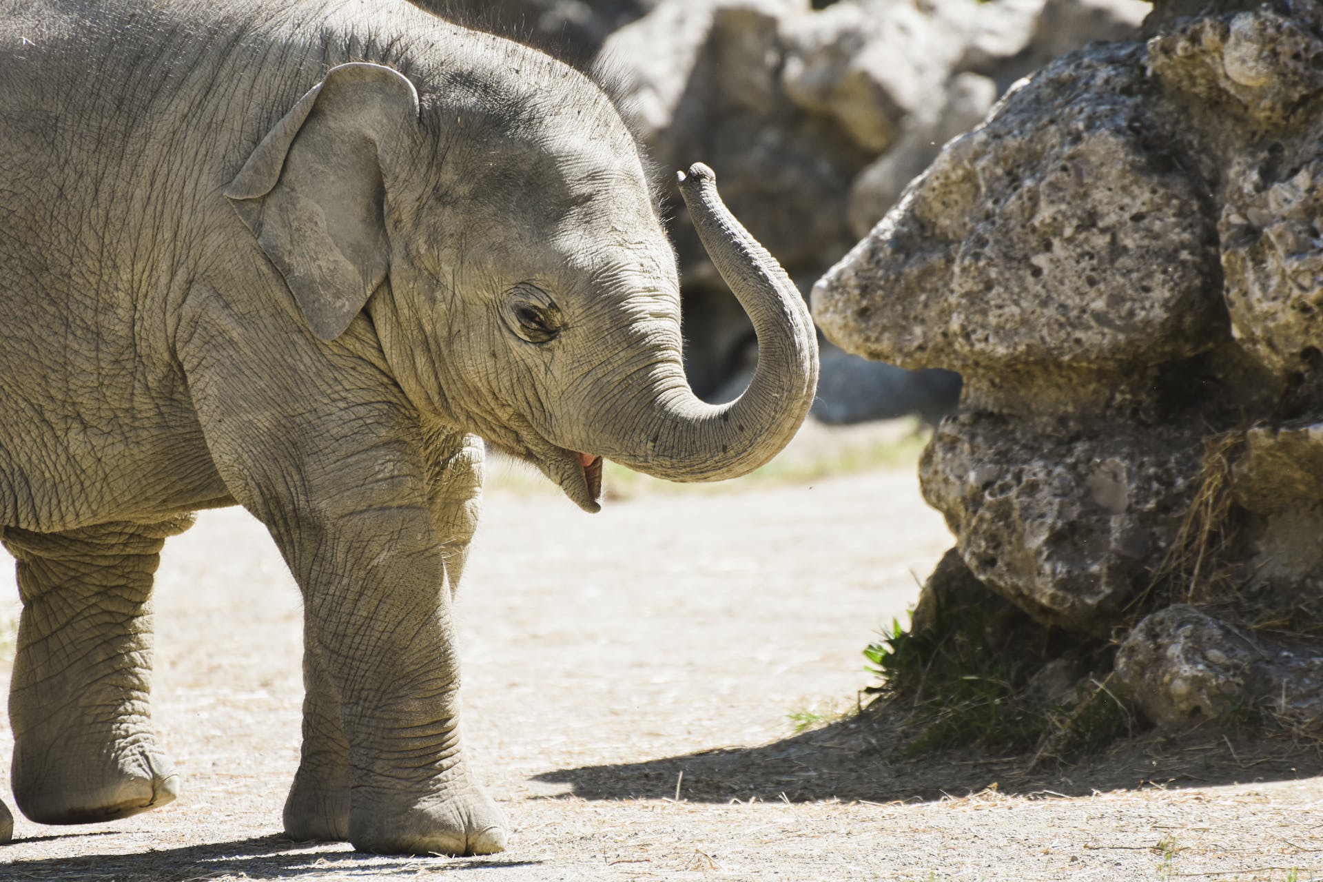 Adorable Asian elephant calf walking outdoors at Munich Zoo, showcasing wildlife beauty.