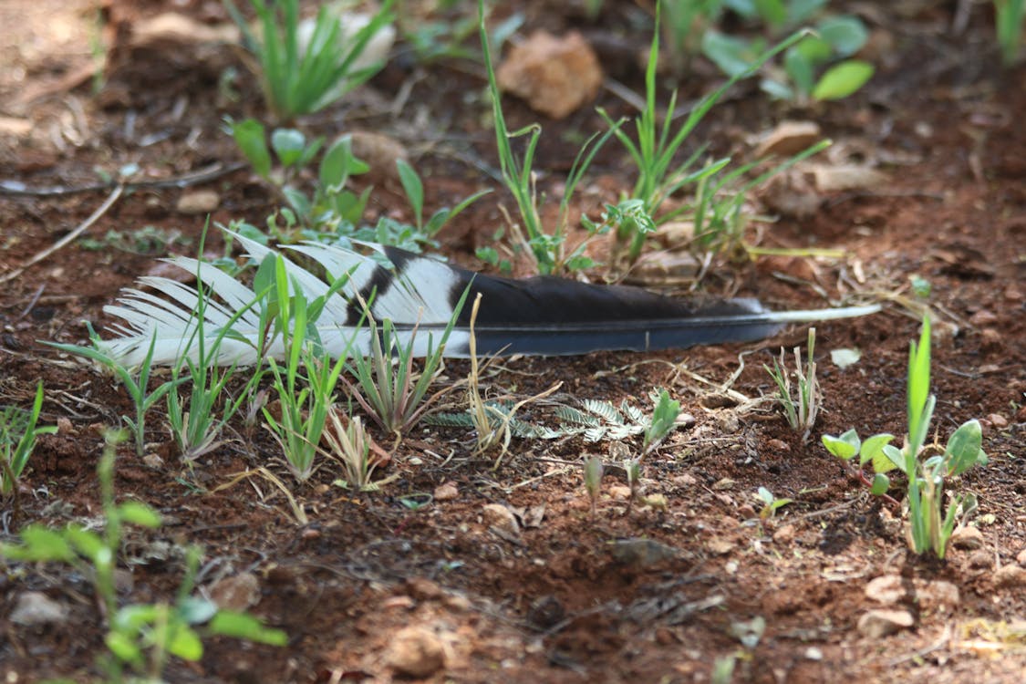 Depth of Field Photography of Black and White Bird Feather Between Eleusine Indica Crowfoot Grass