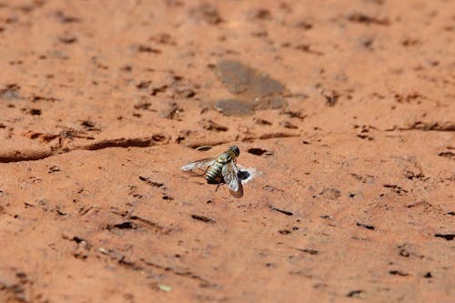 Tilt Photography of Black Housefly