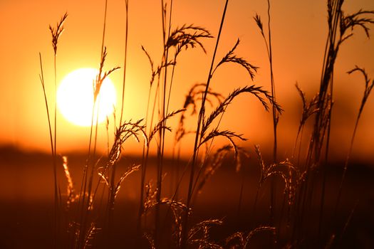 Close-up of grass silhouettes against a vibrant sunset sky.