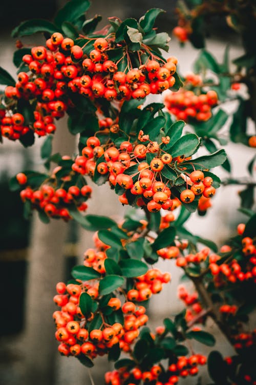 Kostenloses Stock Foto zu beeren, frucht, nahansicht