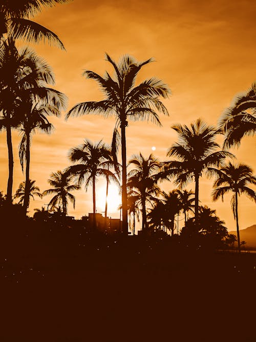 Silhouette of Coconut Trees during Sunset
