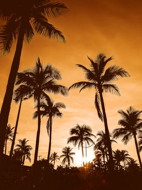 Free Silhouettes of palm trees against a vibrant sunset sky in Enseada, Brazil. Stock Photo