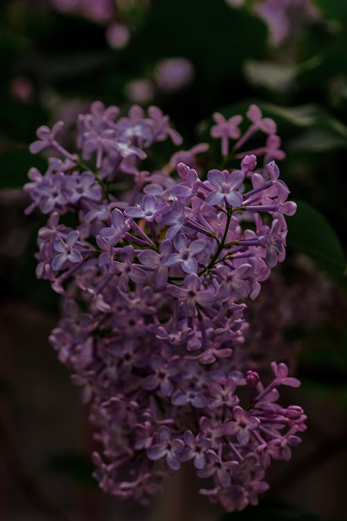 Close-Up Shot of Lilac Flowers in Bloom