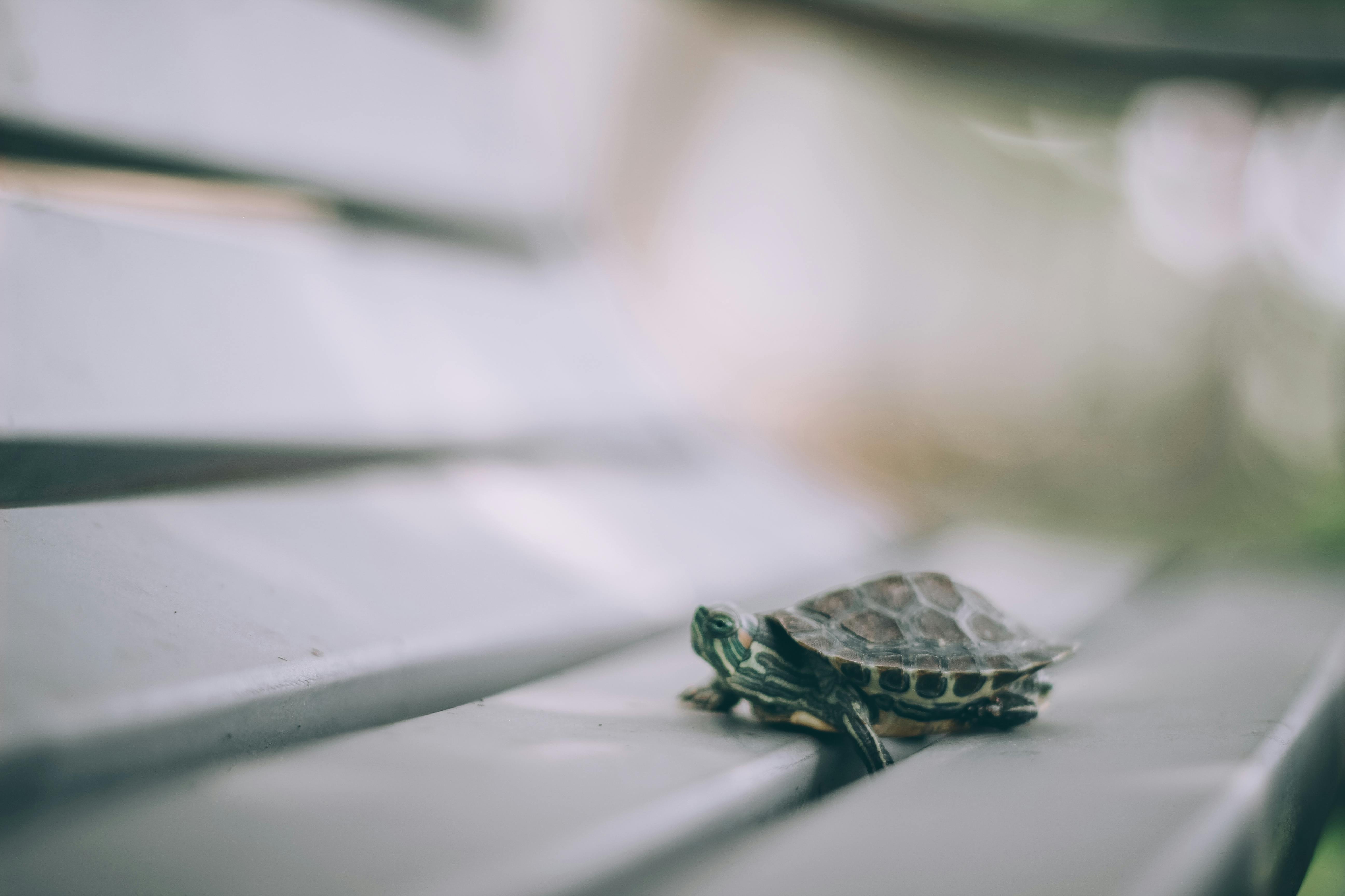 500+ Turtle Pictures | Download Free Images on Unsplash