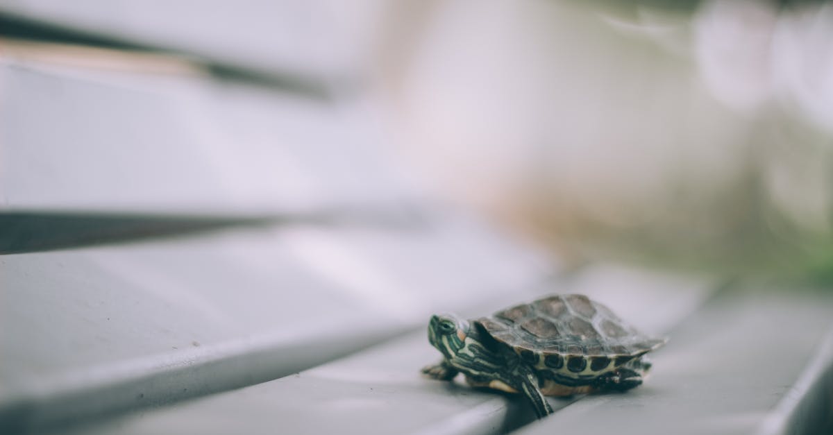 Selective Focus Photography of Turtle on Bench