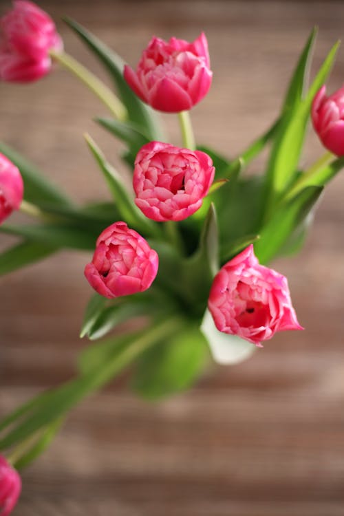 Close-Up Shot of Pink Tulips in Bloom