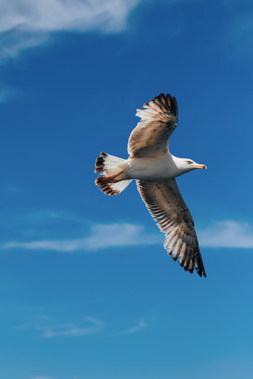 Free Close-Up Shot of a Seagull Flying Stock Photo