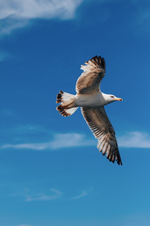 Free A majestic seagull soaring against a vibrant blue sky, showcasing its wingspan. Stock Photo