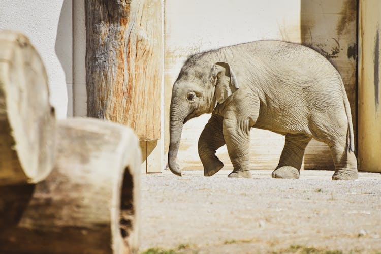 A Baby Elephant In The Zoo