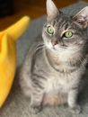 Silver Tabby Cat Beside Yellow Banana Fruit