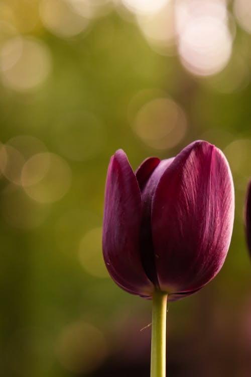 A Tulip Flower in Close-up Photography