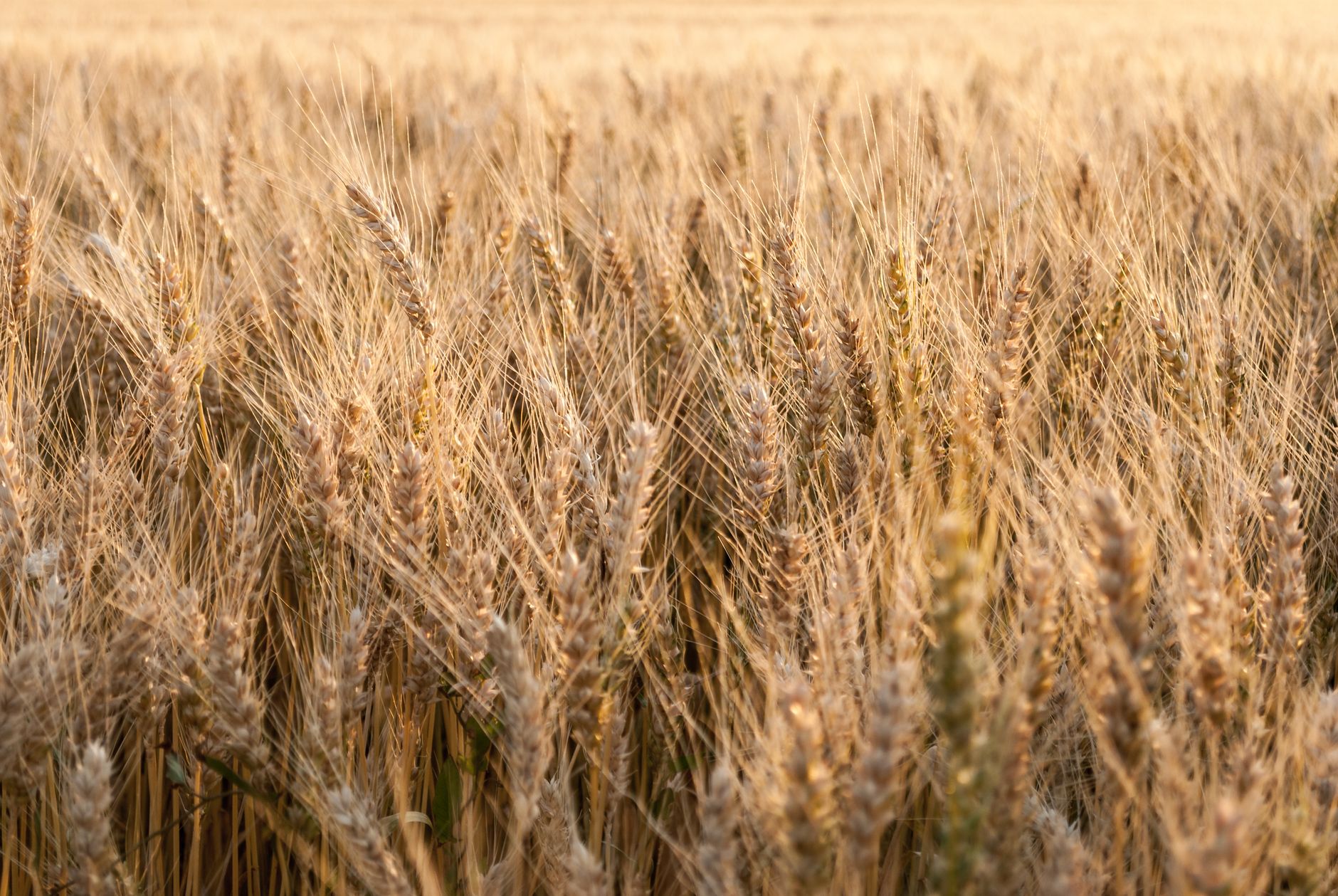 Close-up view of a sunlit golden wheat field during summer, capturing natural beauty.