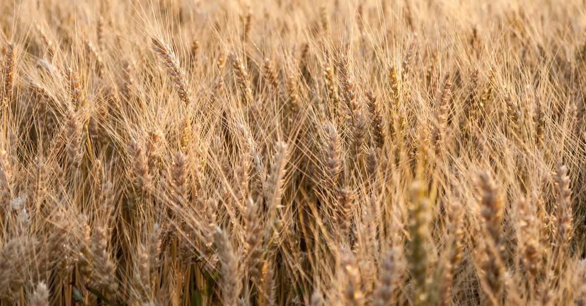 Mùa thu hoạch Alberta dưới mức bình thường một nửa do lạnh và mưa