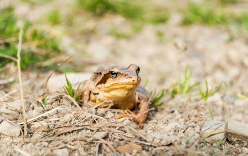 Ingyenes stockfotó állatfotók, állatvilág, béka témában