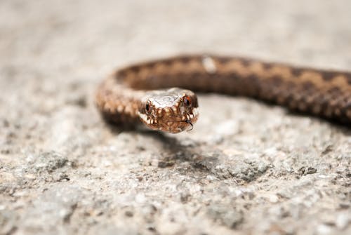 無料 ヘビ, 動物の写真, 動物相の無料の写真素材 写真素材