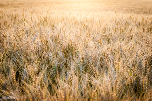 Miễn phí Ảnh lưu trữ miễn phí về cánh đồng lúa mì, đại mạch, đất trồng trọt Ảnh lưu trữ