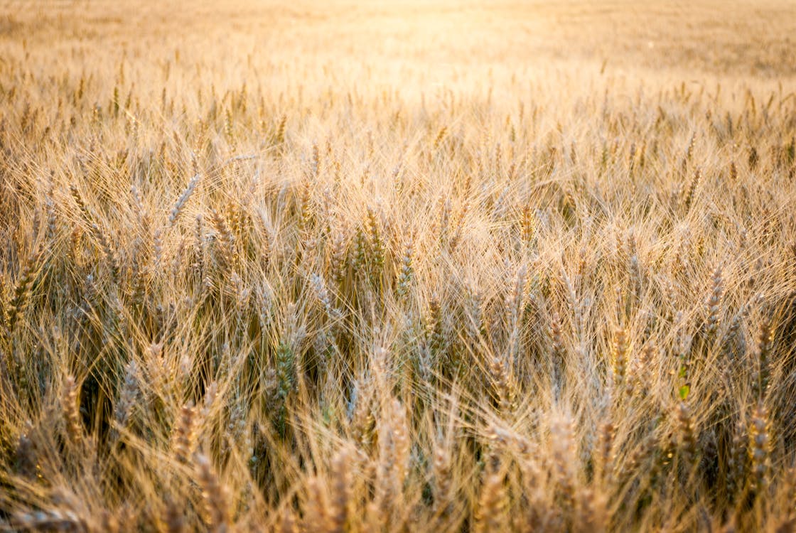 A Close-Up Shot of a Wheat Field