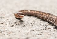 Brown and Black Snake on Gray Ground