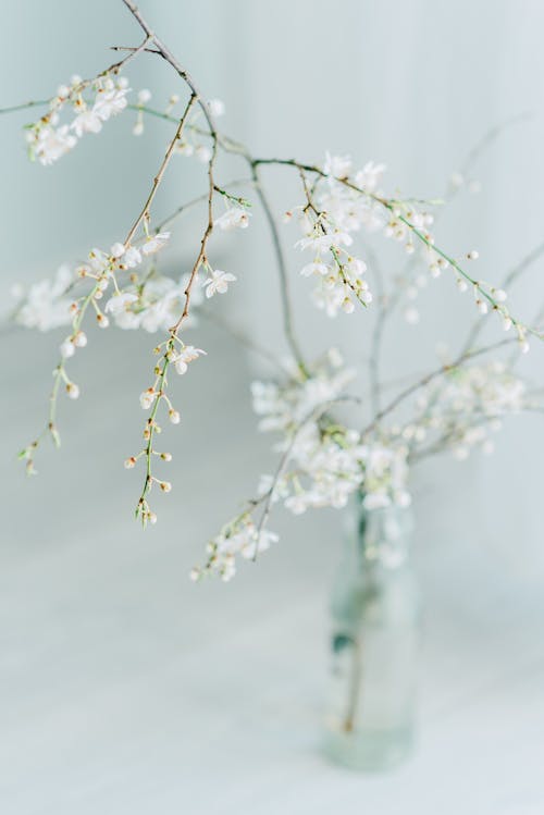 Free Blossoming flowers of white genista on thin stem placed on transparent glass bottle Stock Photo
