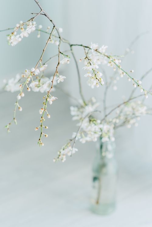 Free Blossoming flowers of white genista on thin stem placed on transparent glass bottle Stock Photo