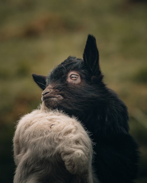 Free Close-Up Shot of a Black Lamb Stock Photo
