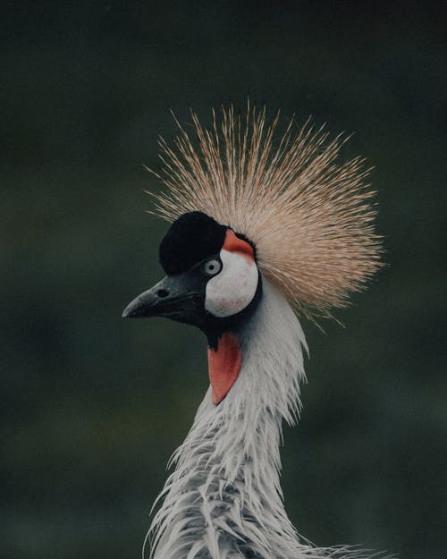 Free Close-Up Shot of a Grey Crowned Crane  Stock Photo