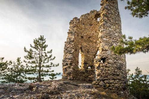 Foto d'estoc gratuïta de a l'aire lliure, antic, arbre