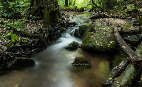 Foto d'estoc gratuïta de @outdoor, aigua, arbre