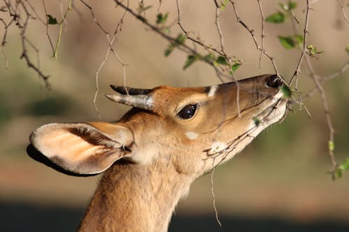 Gratis lagerfoto af antilope, dyr, dyrefotografering Lagerfoto