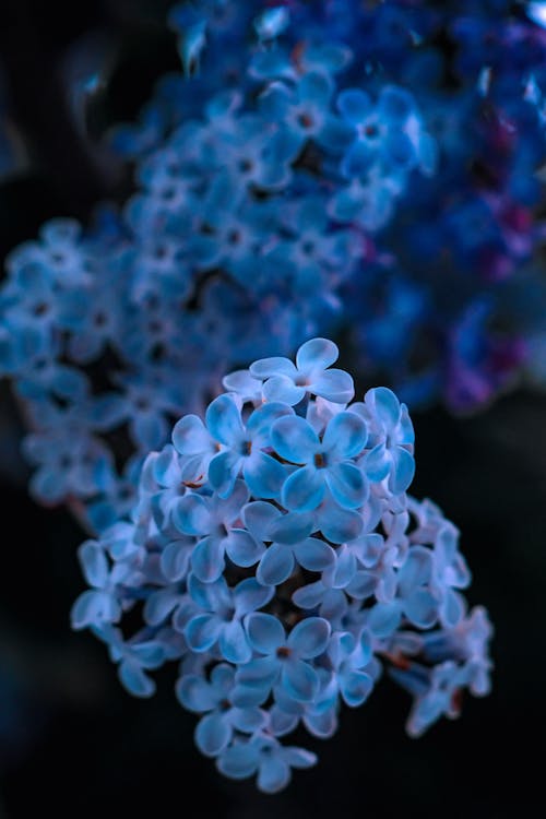 Close-Up Shot of Blue Hydrangea Flowers in Bloom